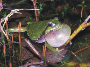 Boomkikker, amfibieën, monitoring, aanvullend onderzoek