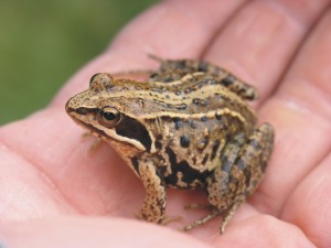 Heikikker, amfibieën, monitoring, aanvullend onderzoek
