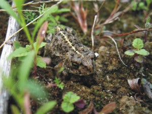 Rugstreeppad, amfibieën, monitoring, aanvullend onderzoek